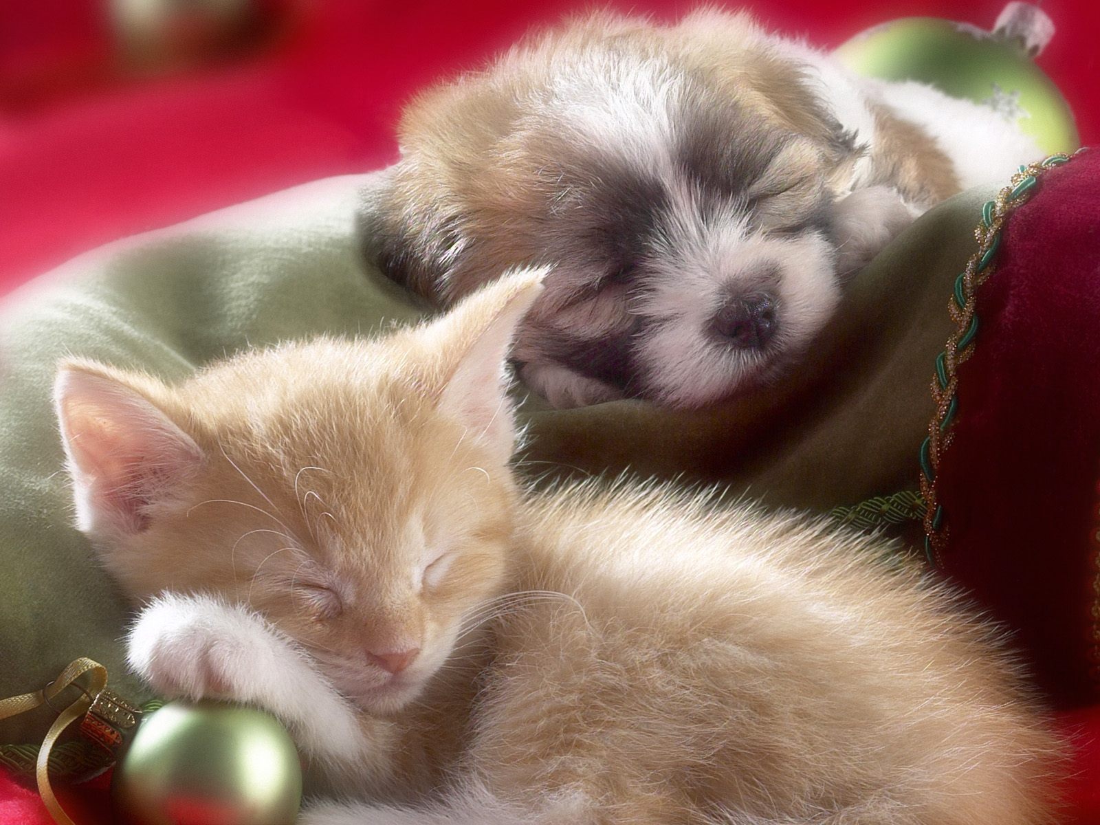 Kitten-and-Puppy-kittens-12929278-1600-1200.jpg