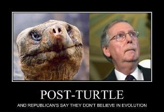 Turtle+32.jpg