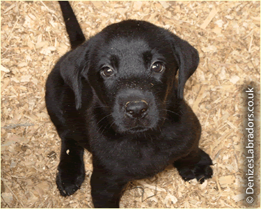 black-lab.gif