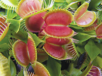 venus-fly-trap-cluster.jpg