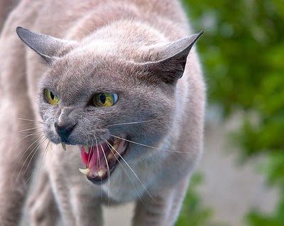 mean+cat.jpg