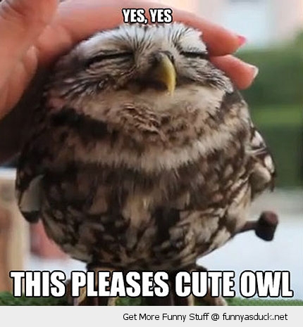 funny-pleases-cute-baby-owl-pics.jpg