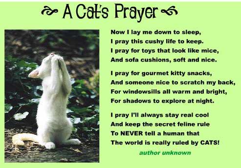 a-cat%27s-prayer.jpg