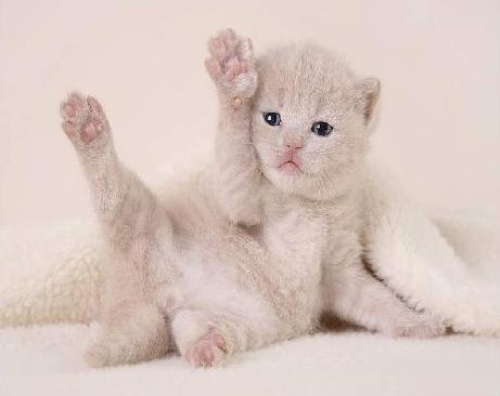 good-morning-kitten002.jpg