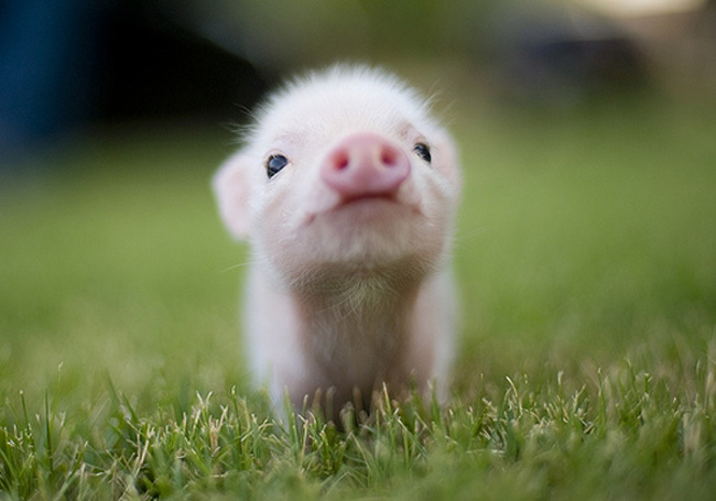 pink-baby-pig1.jpg