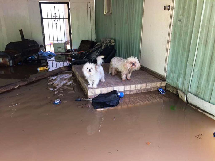 dad-son-save-dogs-flood-texas-3.jpg