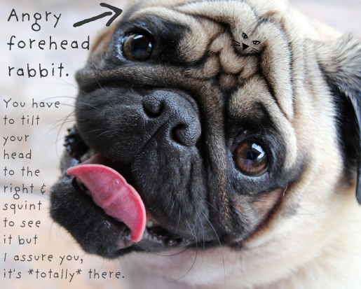 theres-a-rabbit-on-my-pug-forehead1.jpg