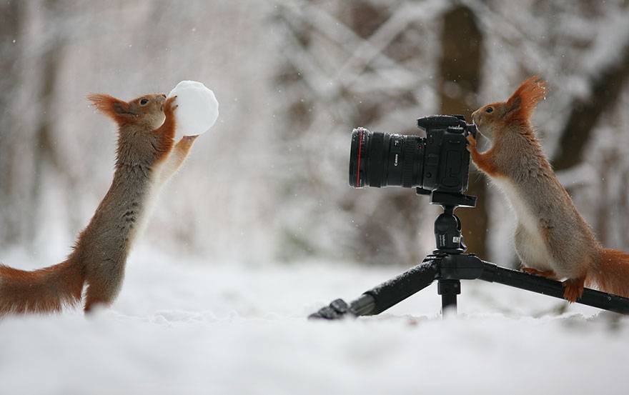 squirrel-photography-russia-vadim-trunov-7.jpg