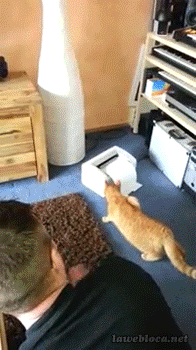 pt0QHgS.gif