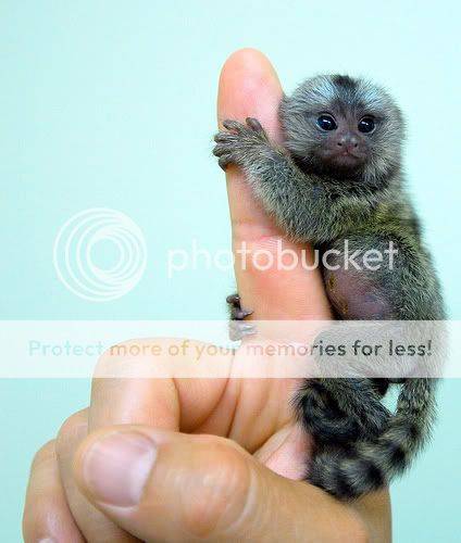 154910-monkey_hugging_finger-1.jpg