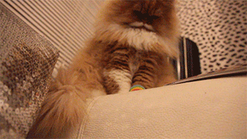 okithecat.gif