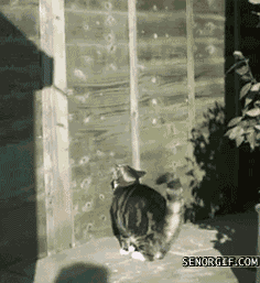 tumblr_nd2sxwYMwo1tmnmwno9_250.gif