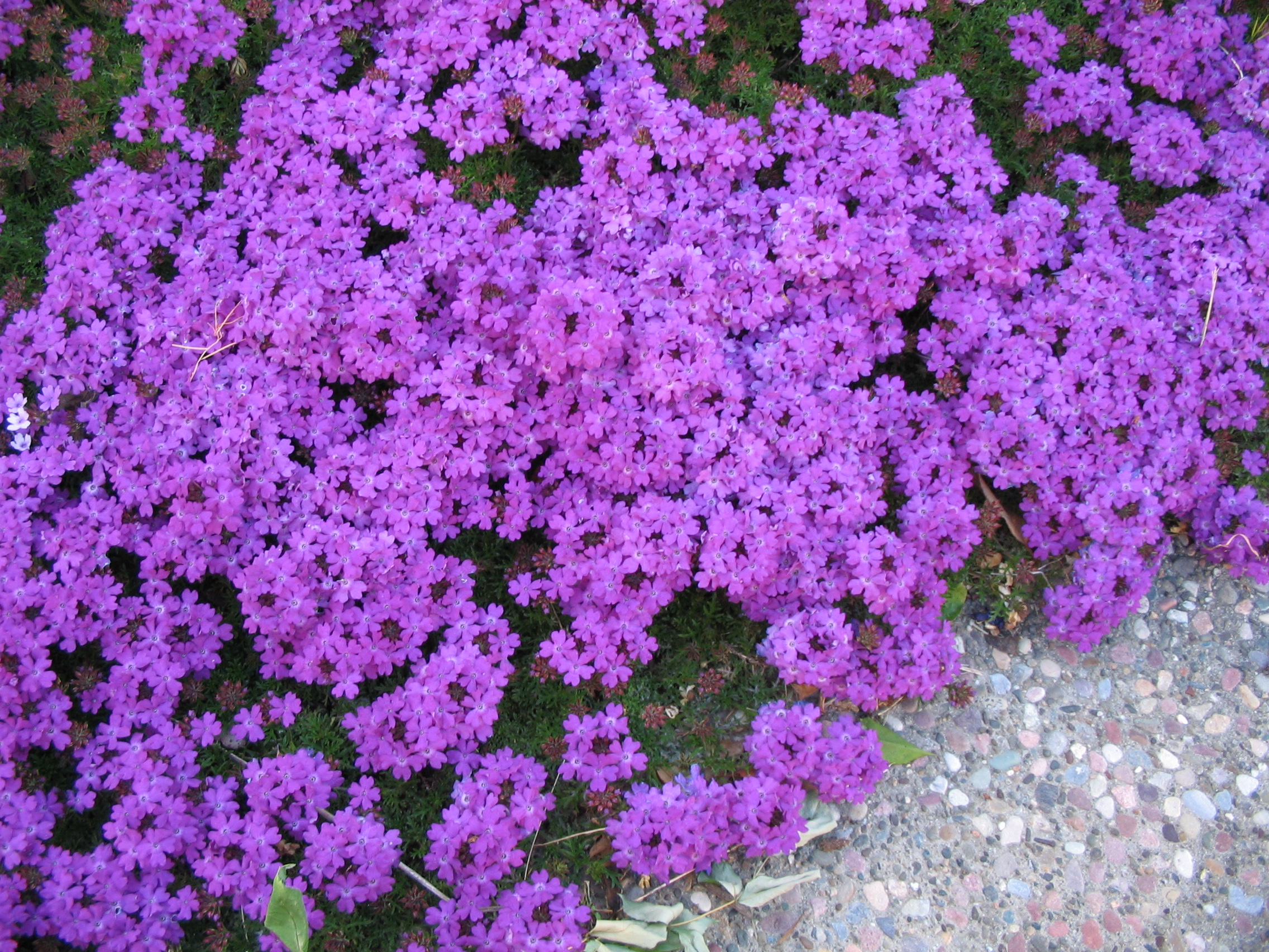 Verbena_Purple_1.JPG