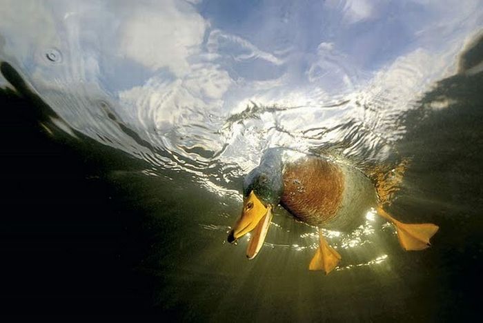 awesome_pictures_13.jpg