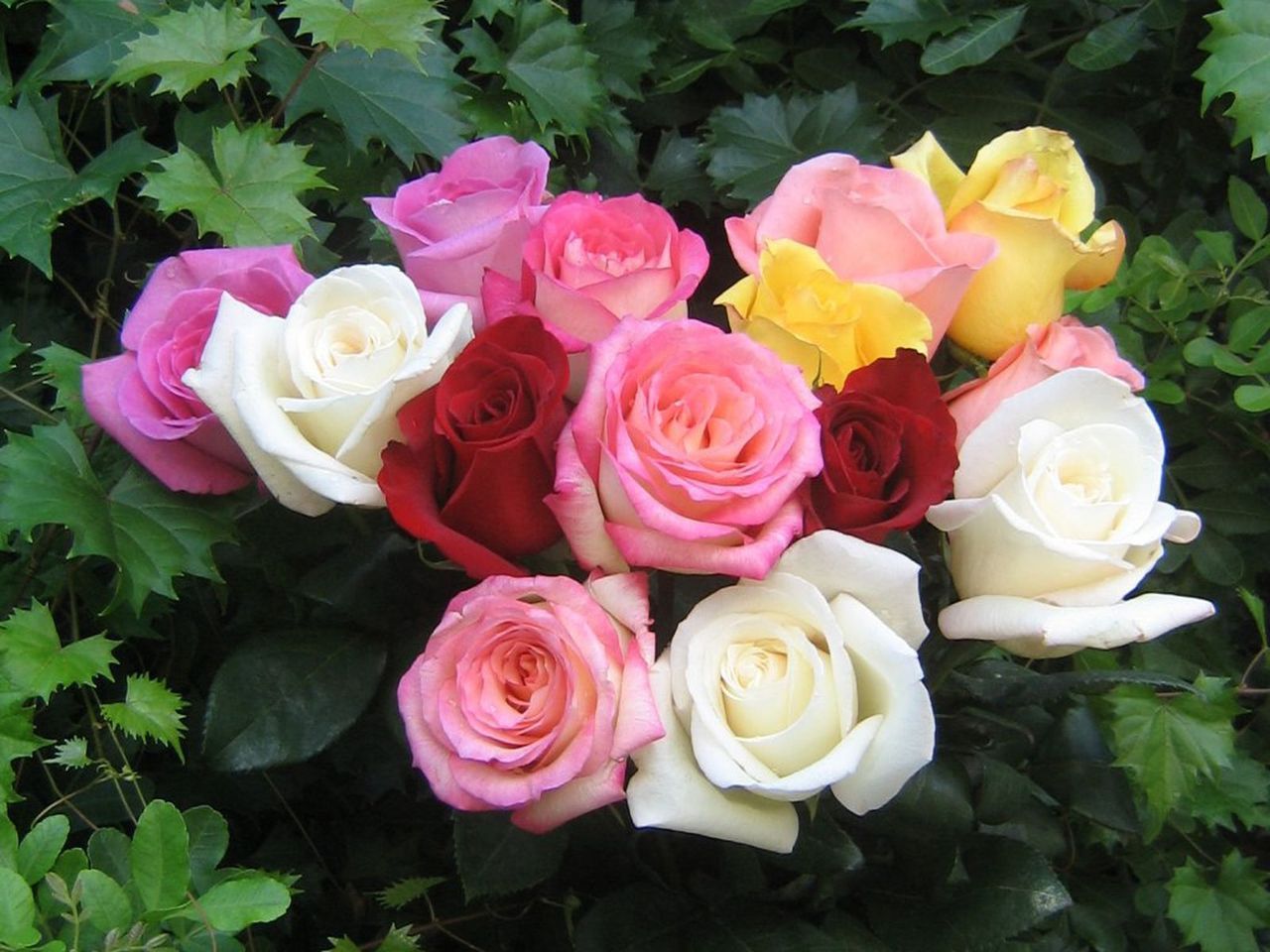 beautiful-roses-wallpaper-1.jpg