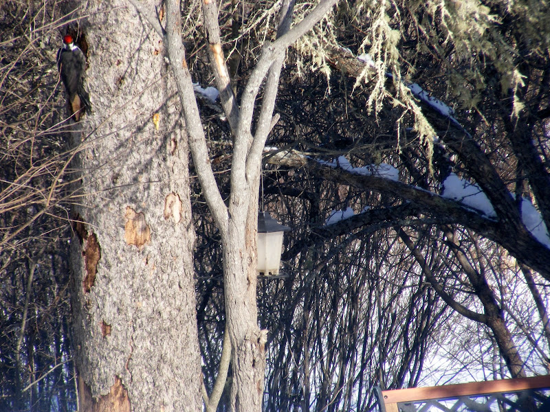 DSCF0398.JPG