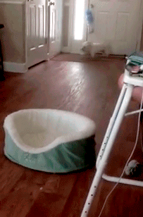 Boexwl9.gif