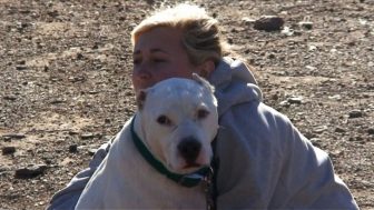 vrcpitbull.com