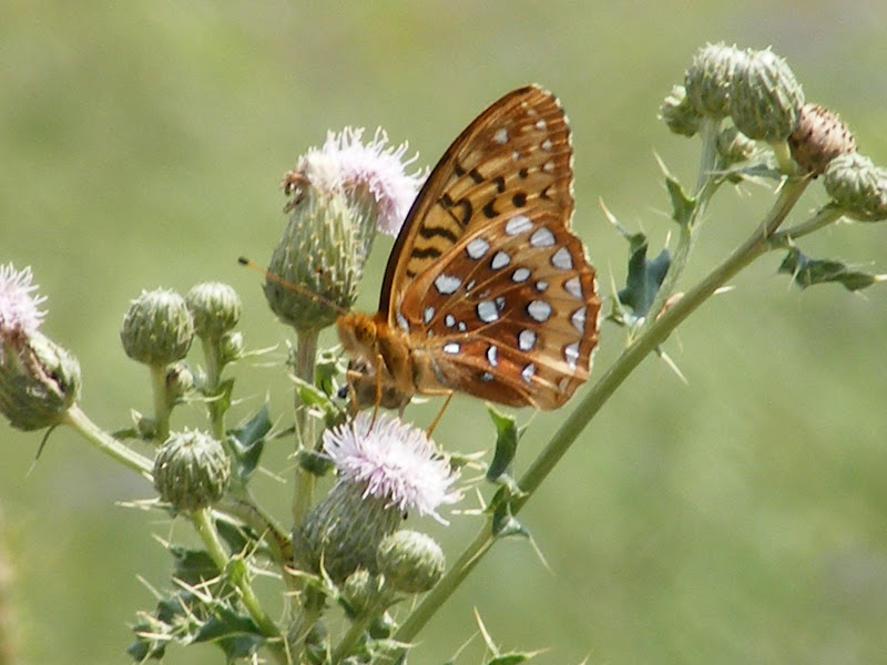 DSCF8176.jpg