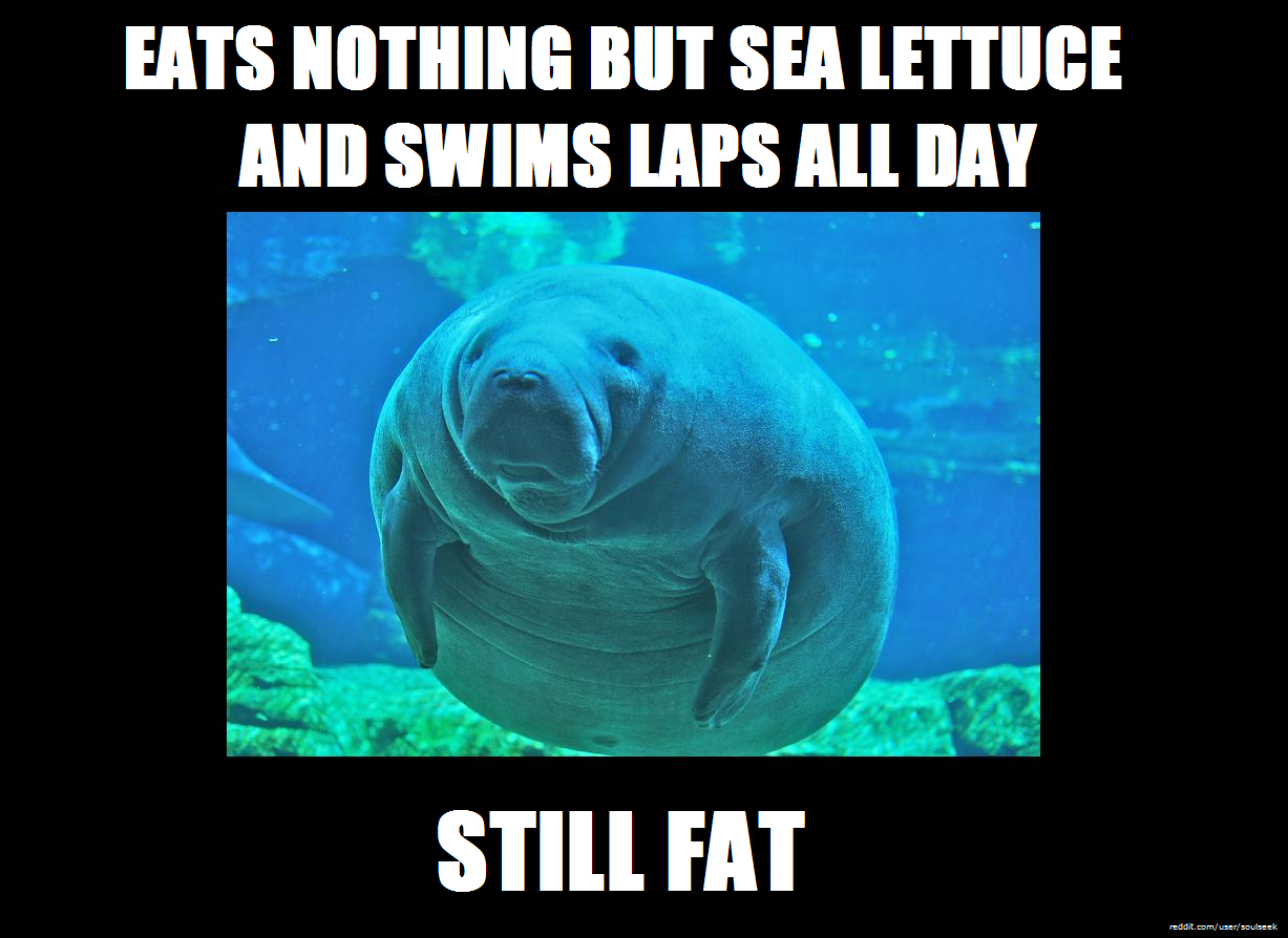 Fat-Manatee.png