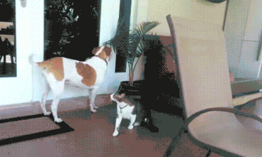 Cat-Opens-Door-For-Dog.gif