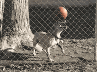 Botf1L2.gif