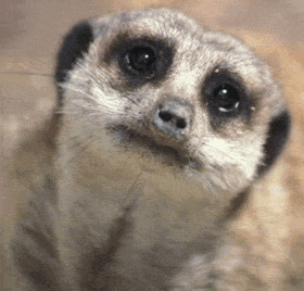 714906tq14ufseb0.gif