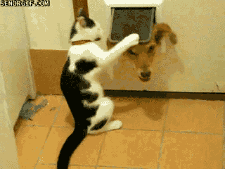 anigif_enhanced-buzz-15113-1361549297-1.gif