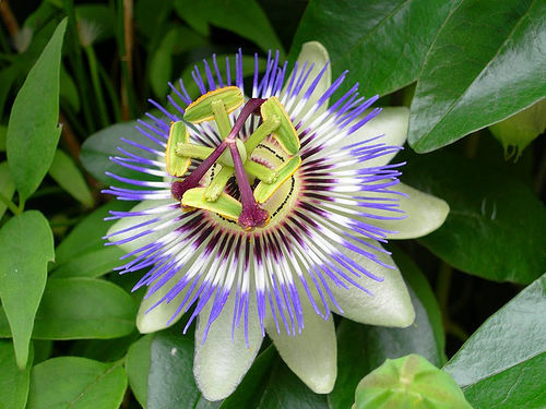 Passionflower.jpg
