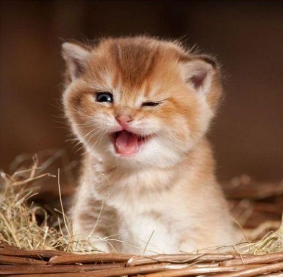 cute-cat.jpg