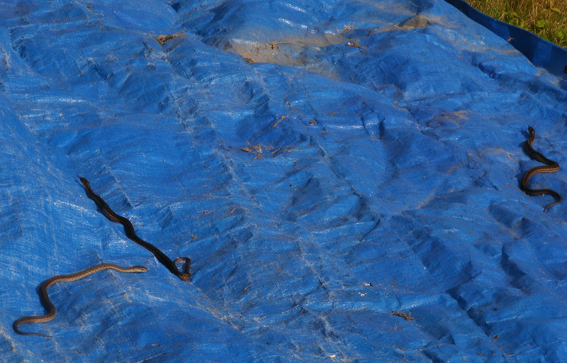 DSCF1346.JPG