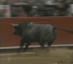 1236863706_bull_jumps_into_the_crowd.gif