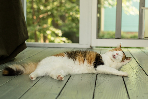 20130713-calico-cat-on-porch-3-M.jpg
