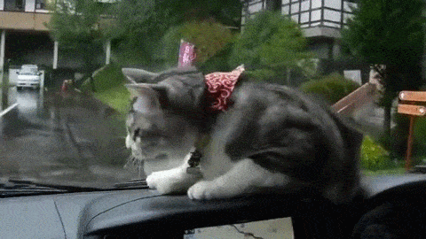 pT88zcr.gif