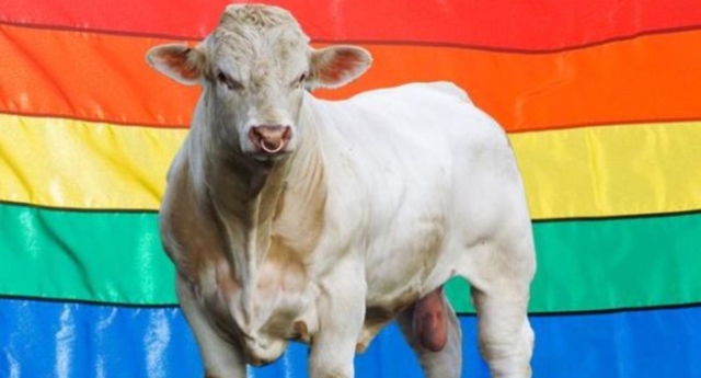 gay-benjy-1_640x345_acf_cropped.jpg