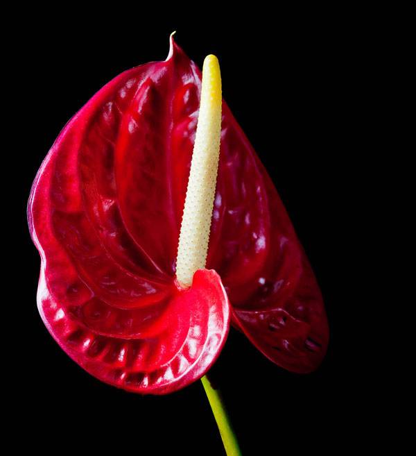 red_peace_lily_0.jpg