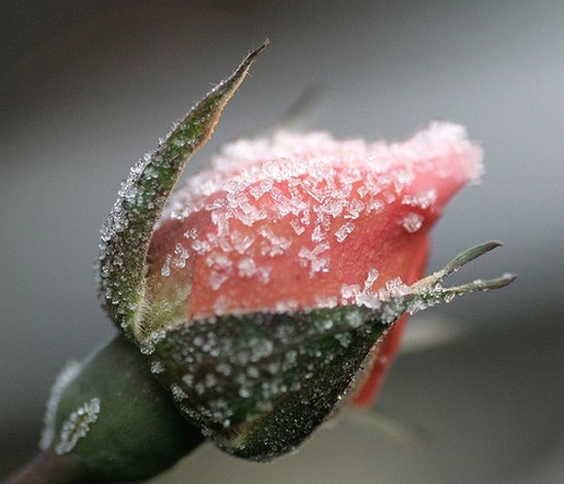 winter+rose.jpg