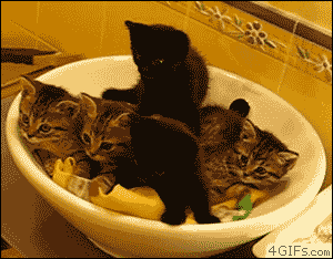 tumblr_m98tyfZJkO1qfw2dno1_400.gif