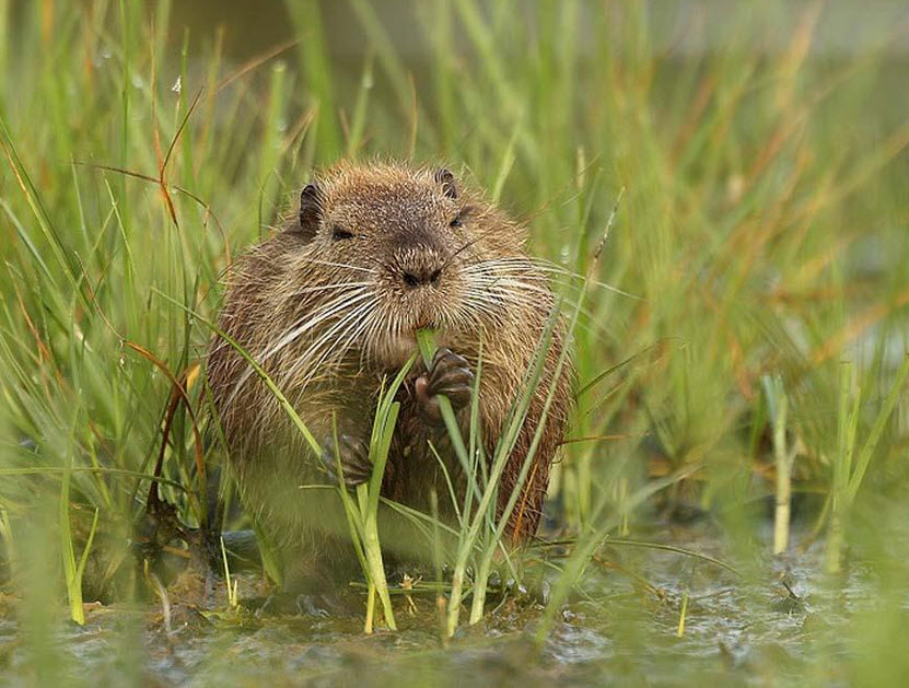 Nutria.jpg