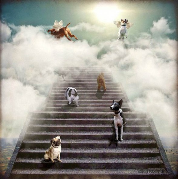 pope-animals-heaven-4-1121814.jpg