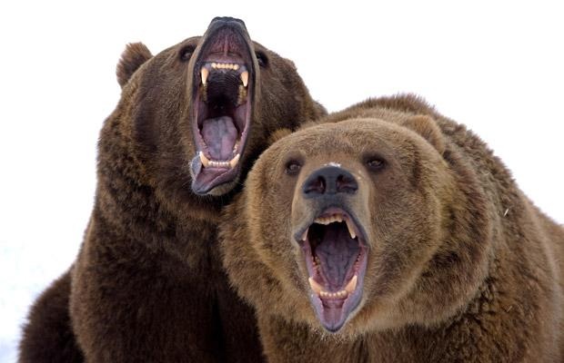 twobears.jpg