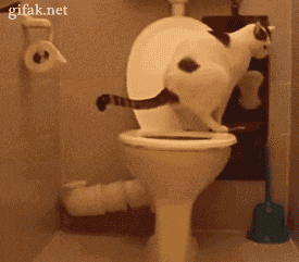 83979968.gif