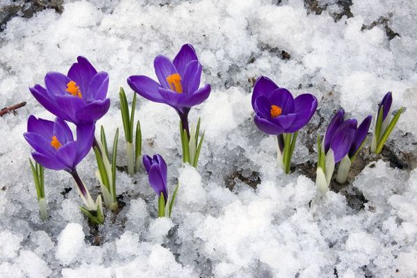 crocus.jpg