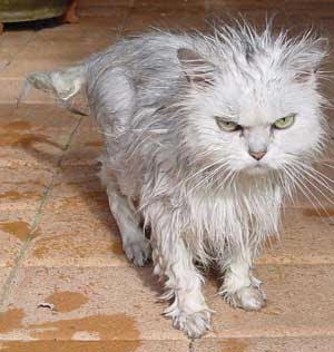 mad%20cat.jpg