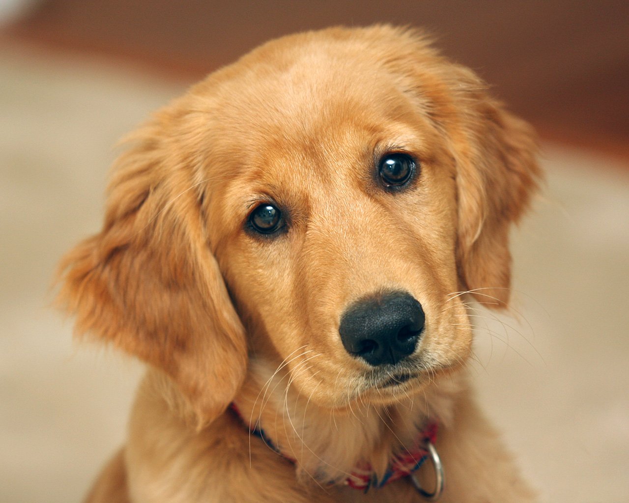 golden-retriever-0-1.jpg