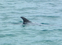 dolphinfin.png