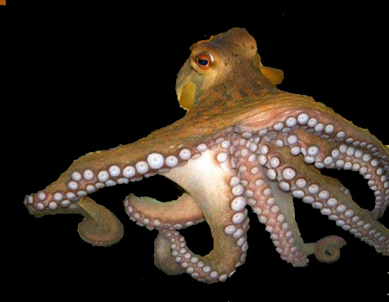 octopusjpg.jpeg