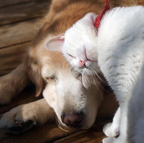 Dog_cat-head-butt-best-friends.jpg