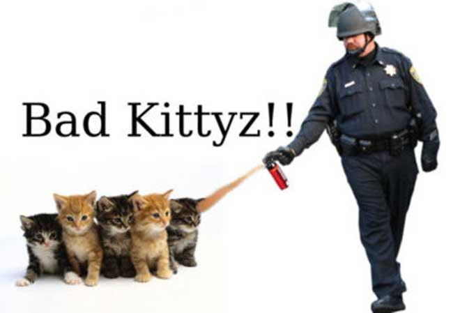 pepper-kittys.jpg