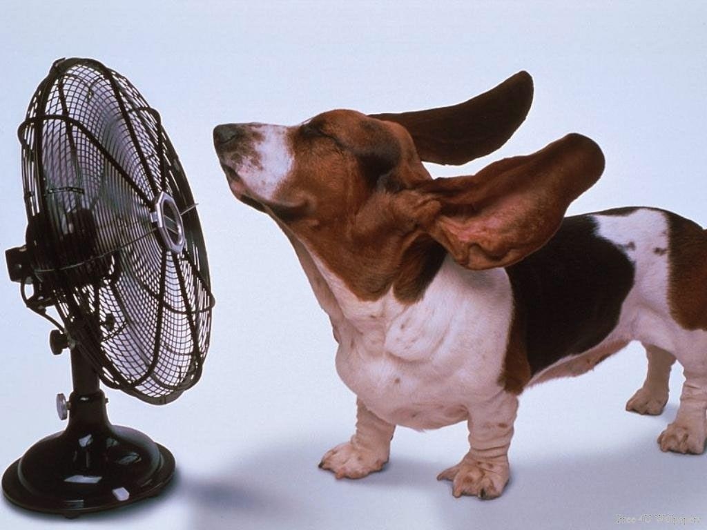 Happy-Dog-domestic-animals-2585421-1024-768.jpg